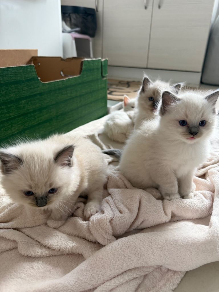 4 Gorgeous Ragdoll Kittens