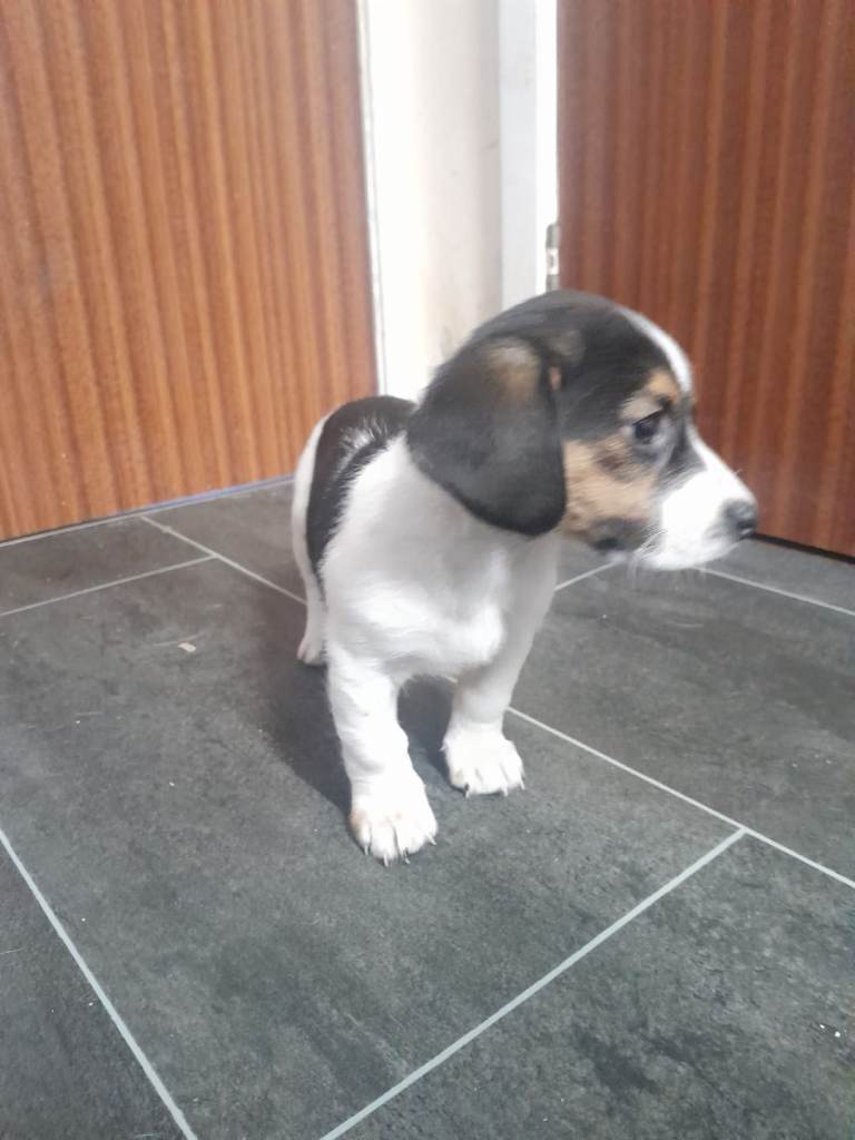 Lhasa apso cross Jack Russell 
