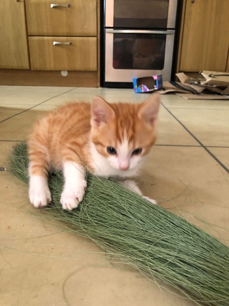 male and female kittens