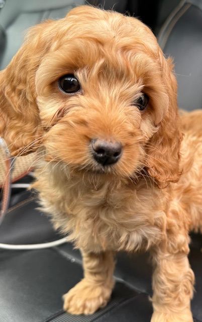 Cavapoo puppy 