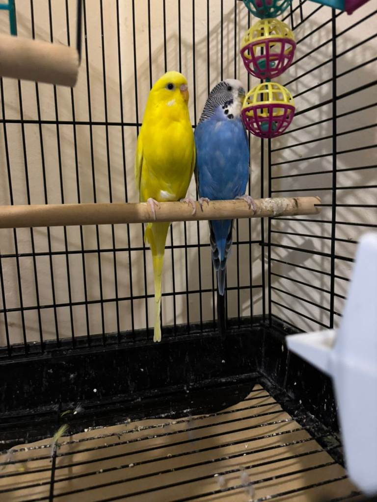 Couple budgies 