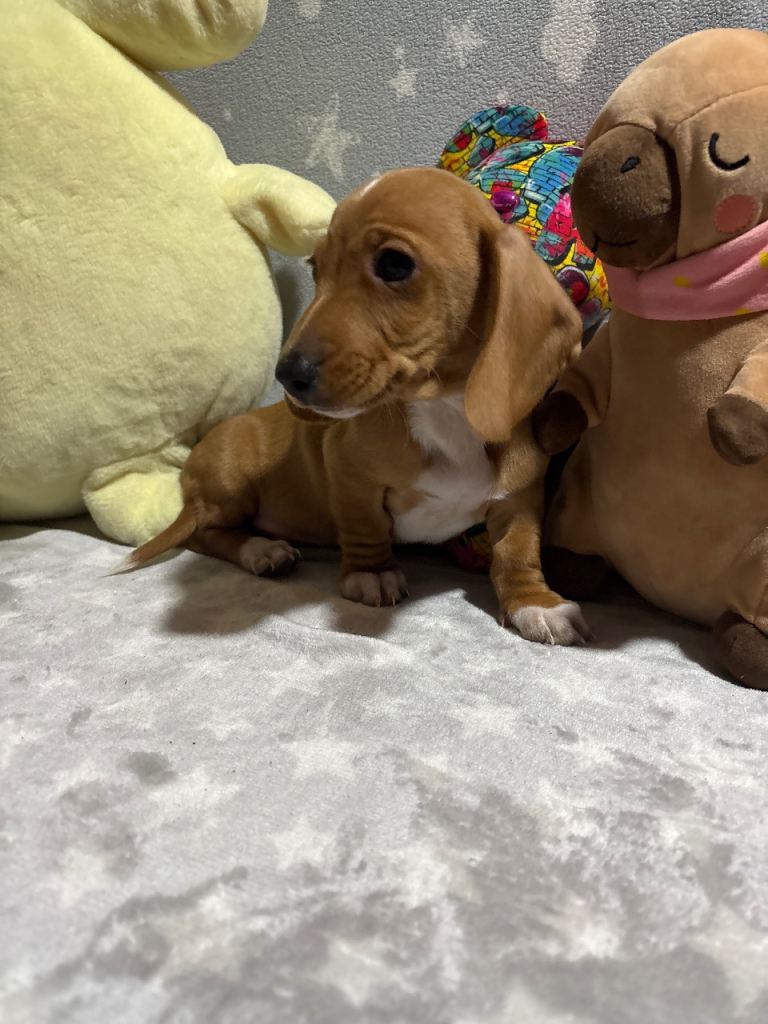 Dachshund puppies