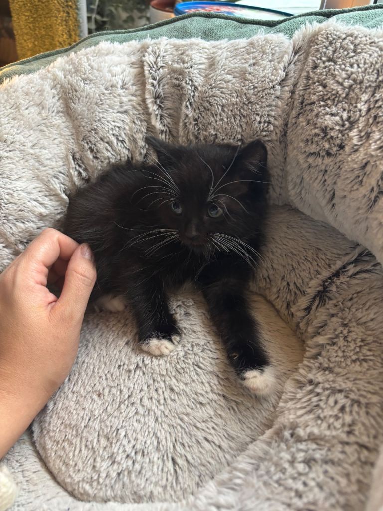 4 beautiful Tuxedo kittens ready for their  new homes