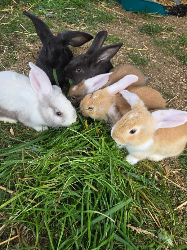 Giant continental X French lops 