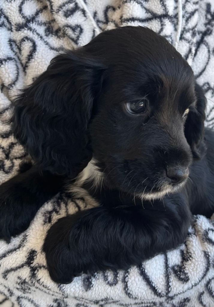 Cocker spaniel pups 