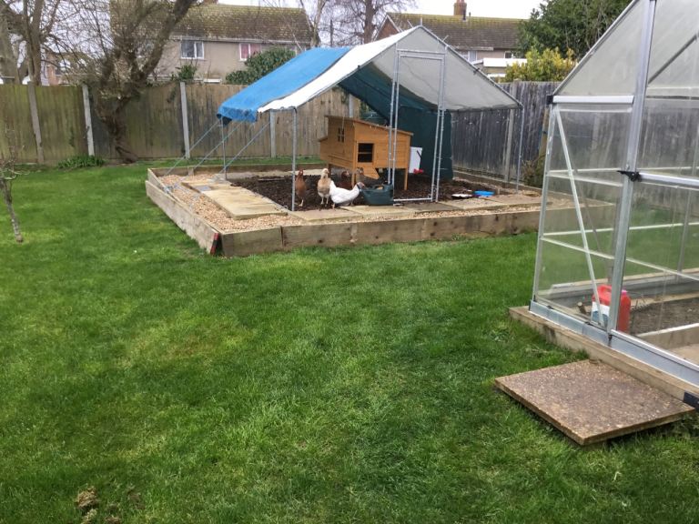 Chicken coop. Enclosure & six chickens all under 1 year old