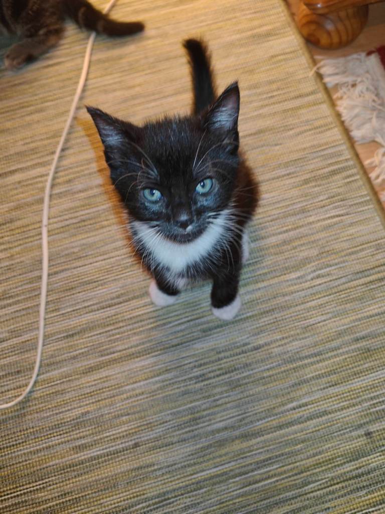 2 lovely kittens for sale 