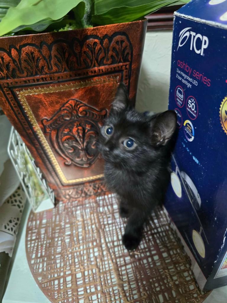 Kitten