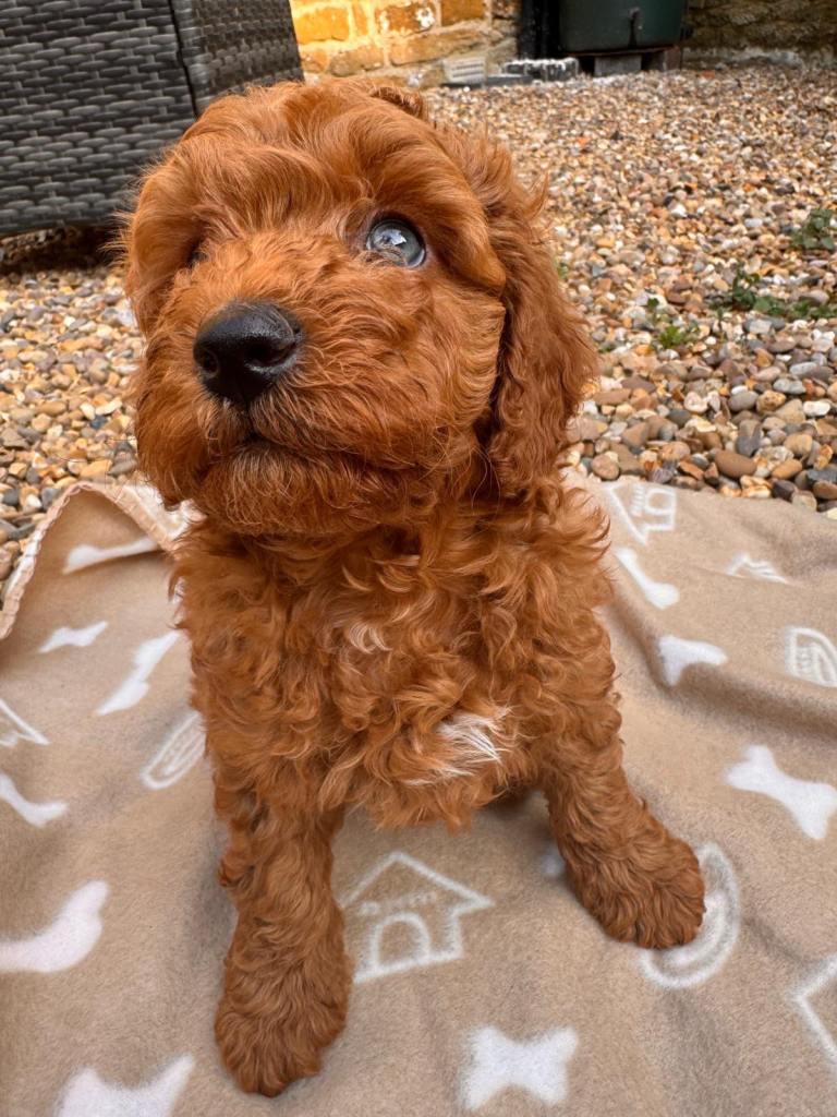 Australian Double Mini Labradoodles  - Only 3 Left!!