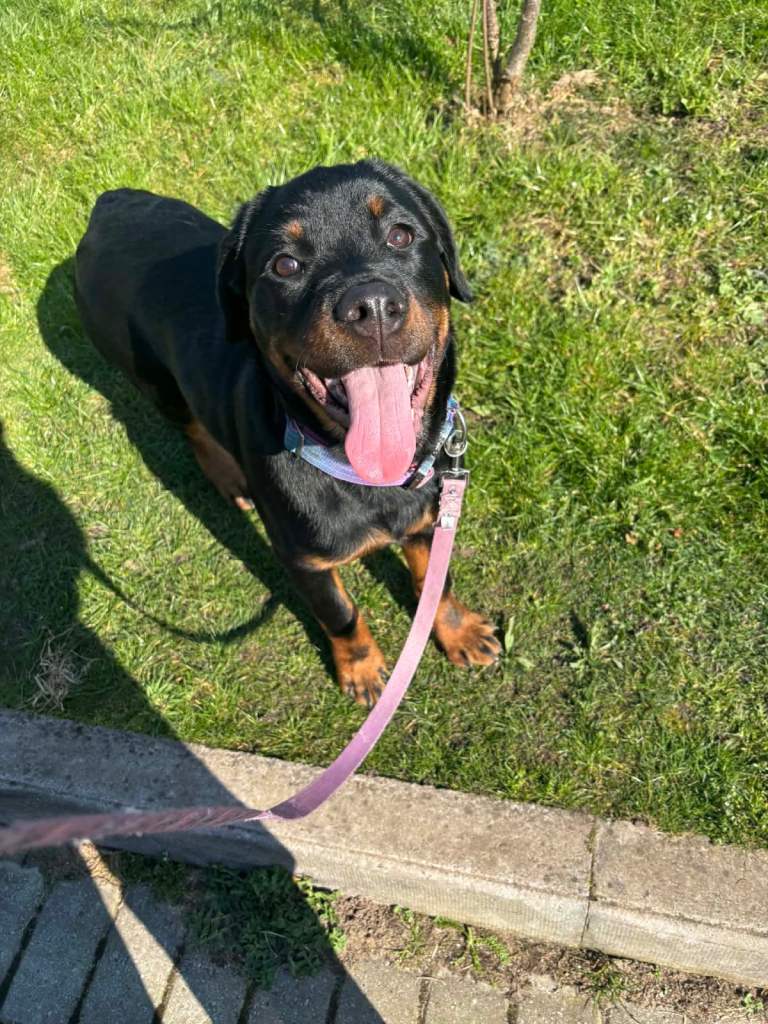 20 week old Rottweiler puppy for sale