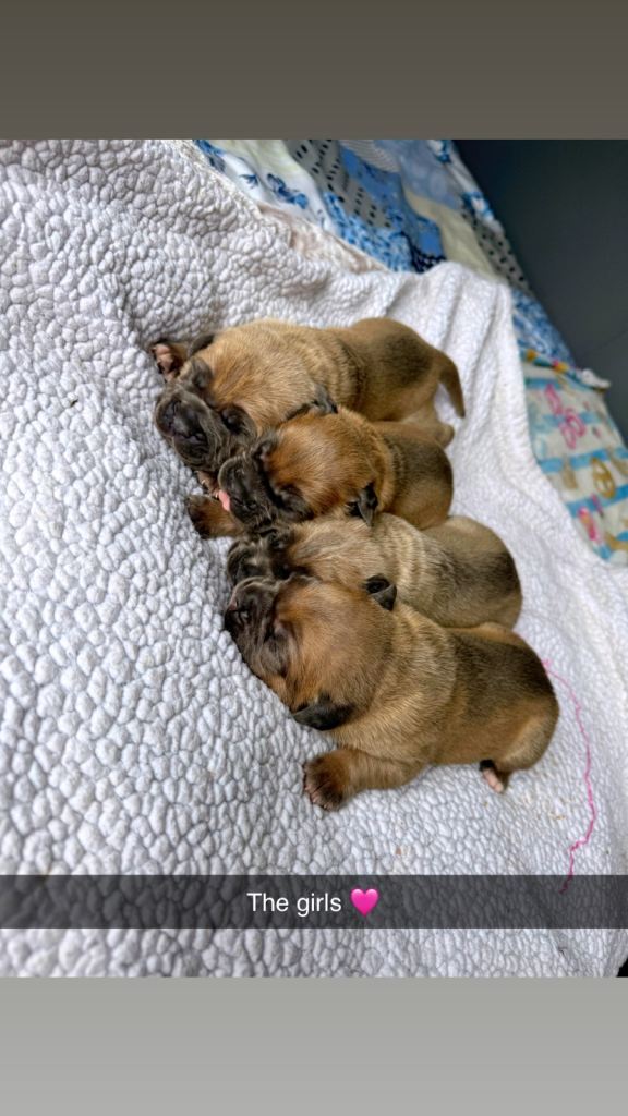 Cane corso puppies