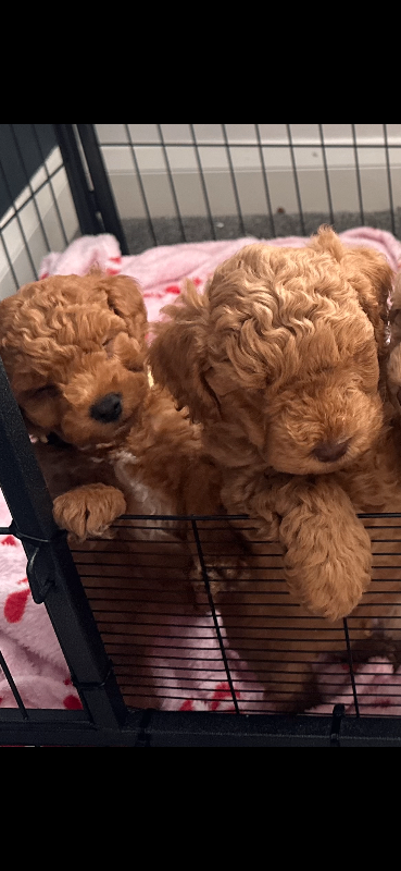 Adorable f3 cockapoo