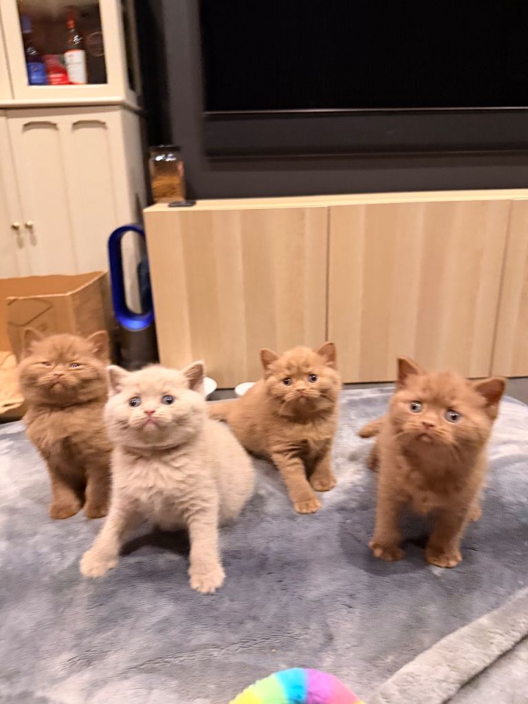 British short hair kittens