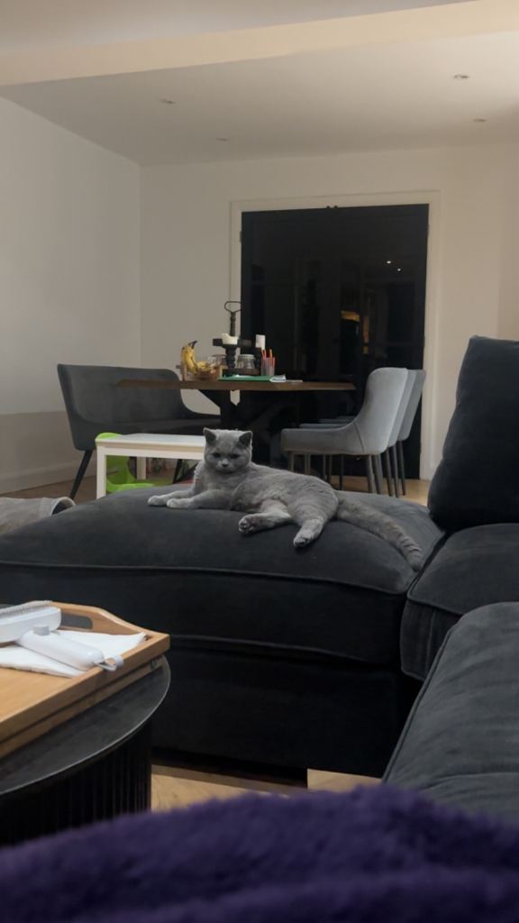 British shorthair 6 months old 