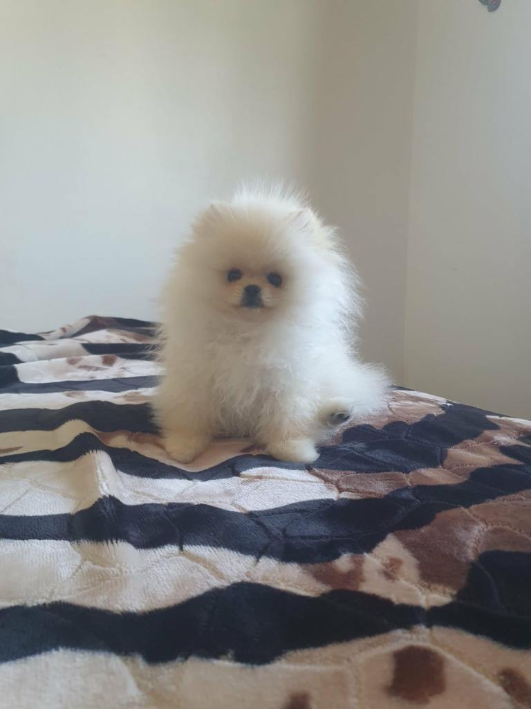 Boy pomeranian