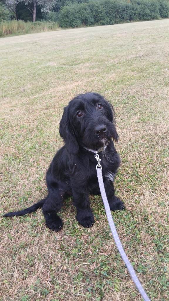 Ready 3 Gorgeous cockapoo x puppies