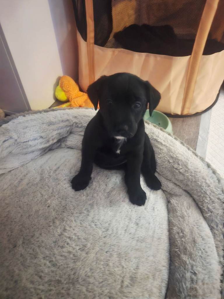 Husky Alaskan Golden Retriver   labrador mix puppies for sale