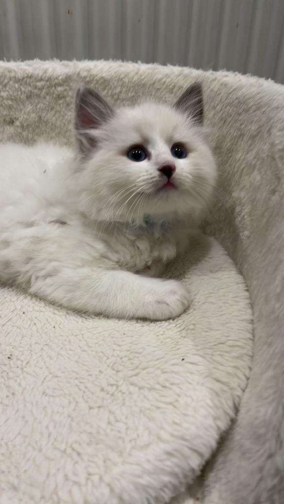 image for PURE BLUE POINT RAGDOLL KITTENS - 1 BOY 2 GIRLS LEFT
