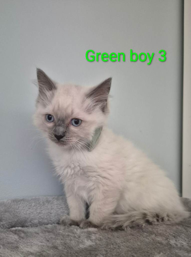 😻 Ragdoll kitten 😻 ( Male)