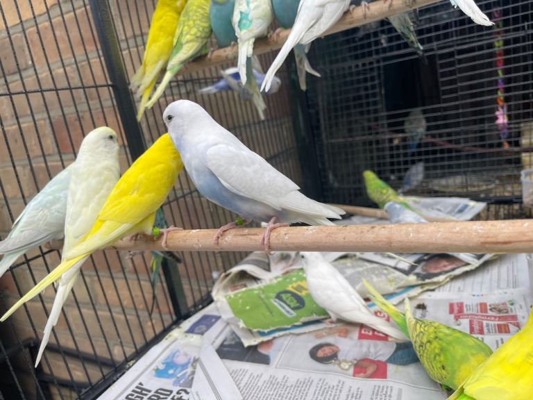 Baby budgies 