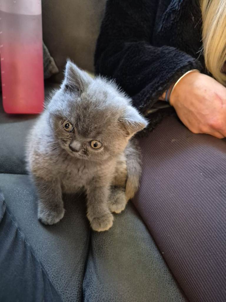 British short hair kitten 8 weeks old