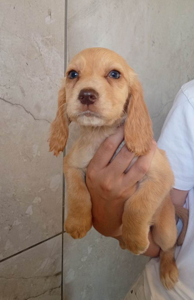 Cocker spaniel puppies 