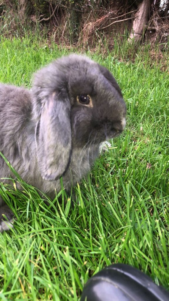 Mini lop rabbit for sale 