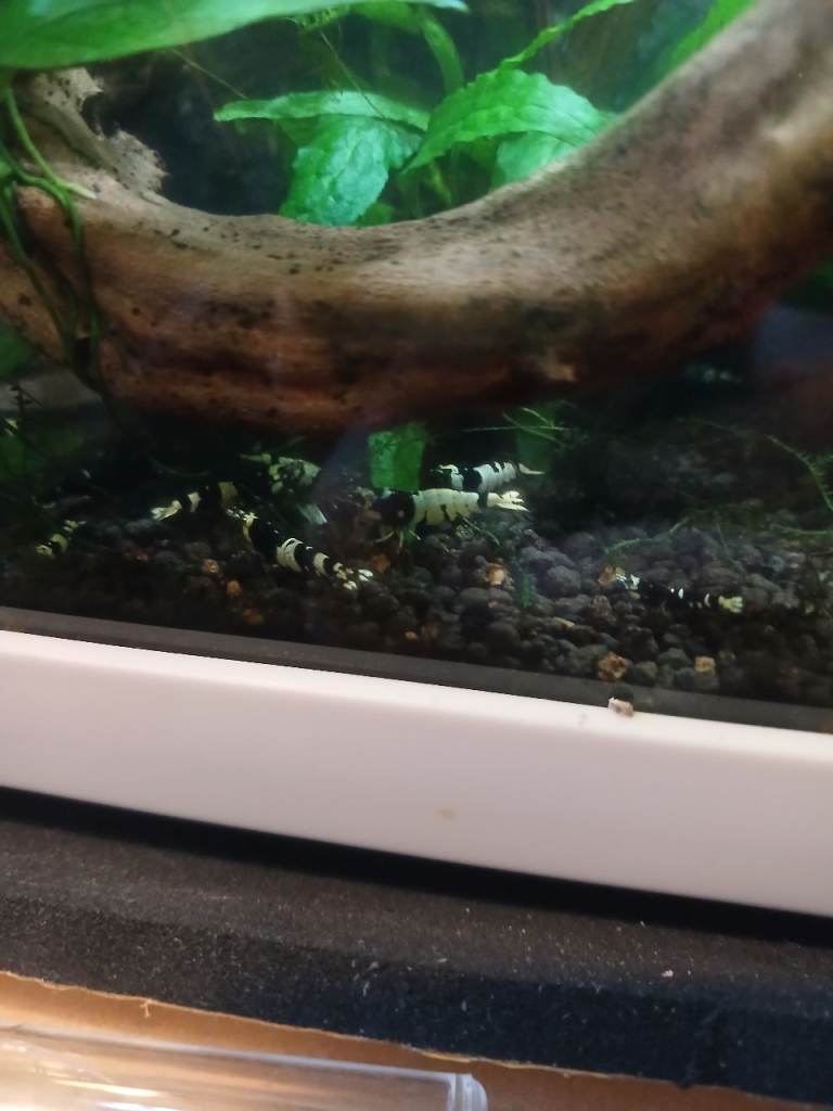 Black Crystal Caridina shrimp for sale 