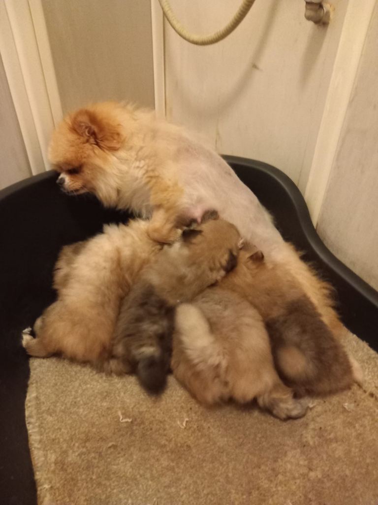 9 week old puppy’s ready to go 