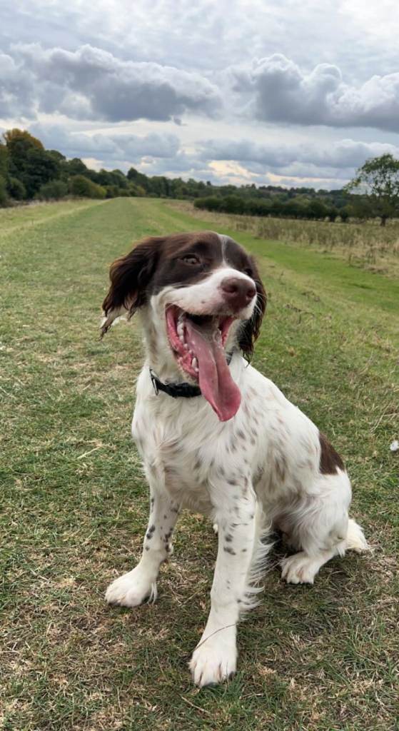 Sprocker Puppies