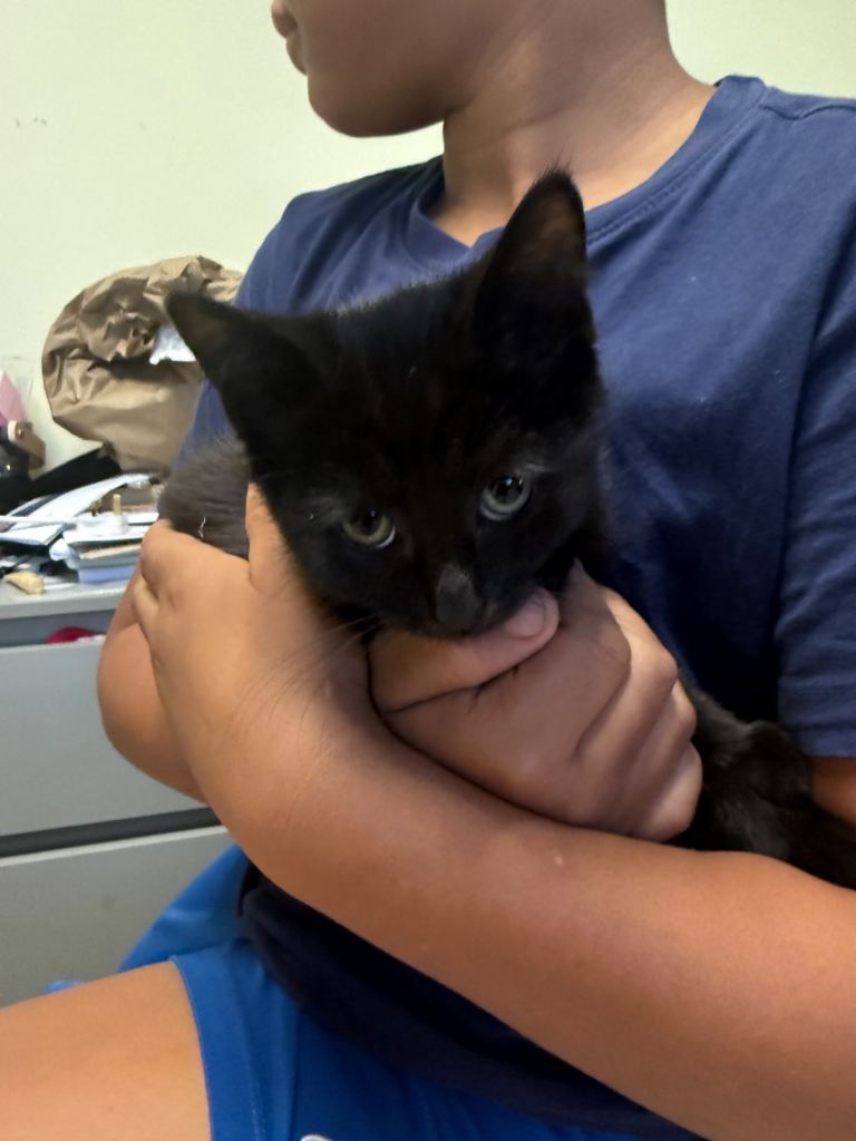 Kittens
