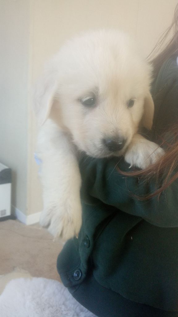 Kc reg  golden retriever pupies