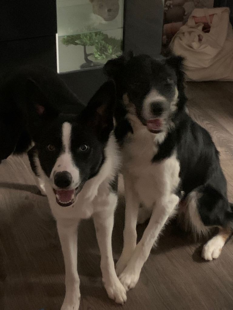 2 collie brothers, fantastic family dogs