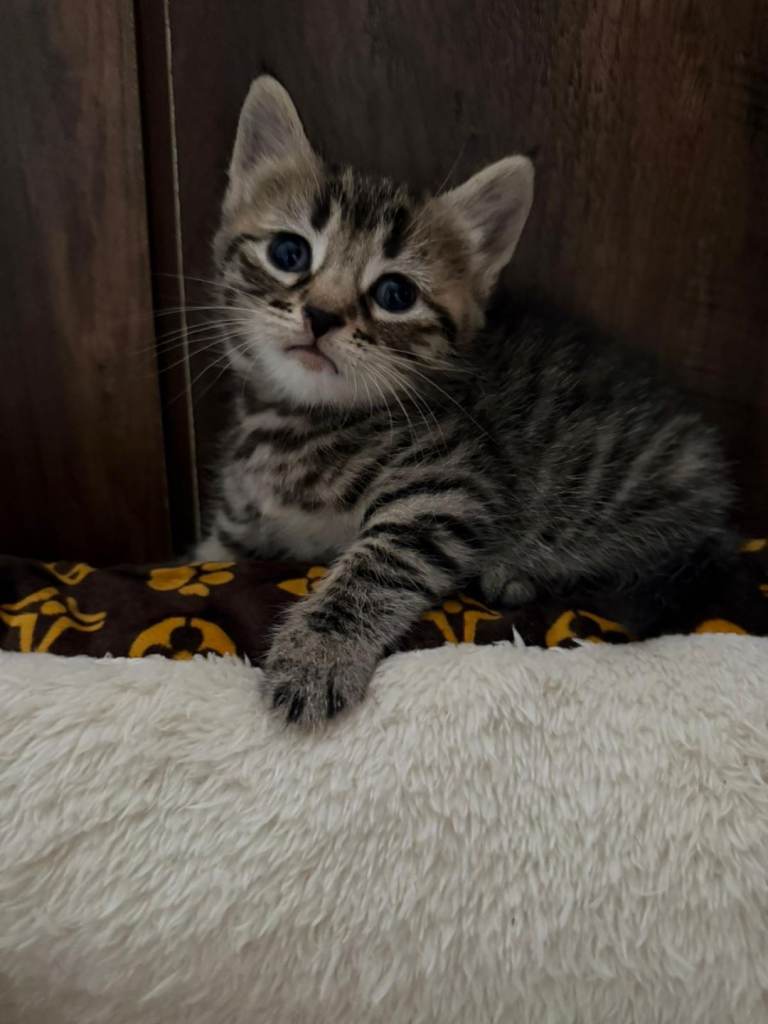 Kittens