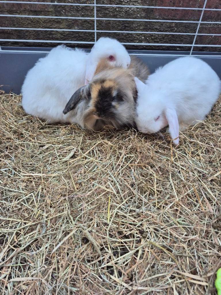 Rabbits 
