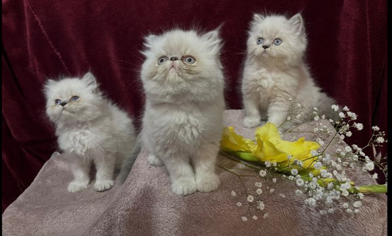 Ready Now. Colourpoint Persian kittens (boys only). 1st vacs, health check.  BR3 