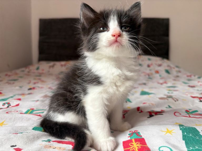 Kittens 