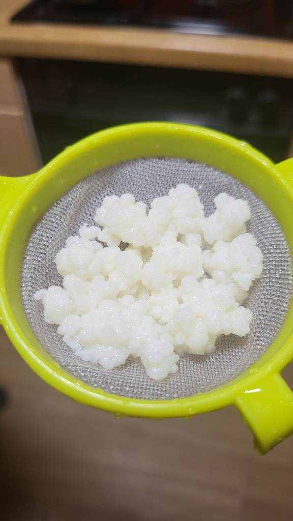 Free kefir grains
