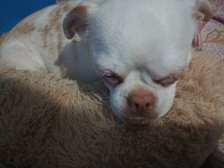 He is one year old and has all his vaccination papers.