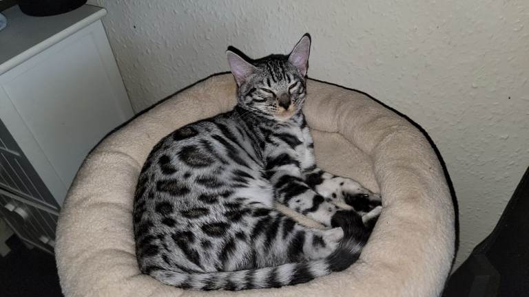 4 Gorgeous Bengal kittens