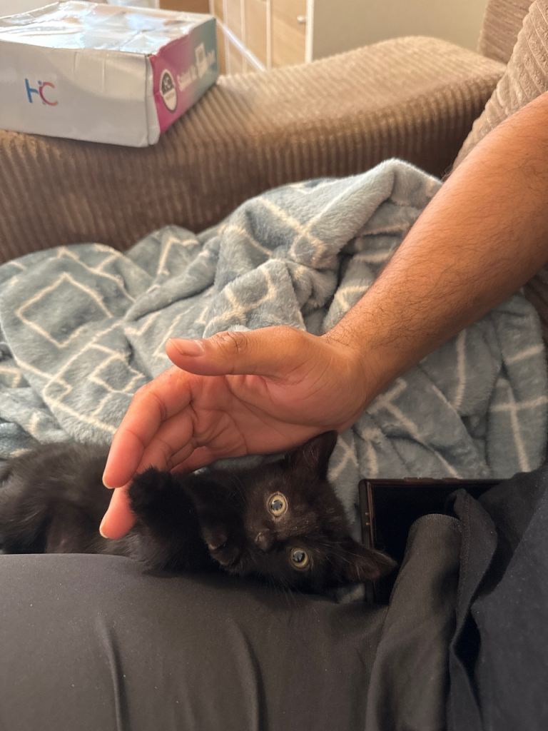 10 weeks old black kitten 