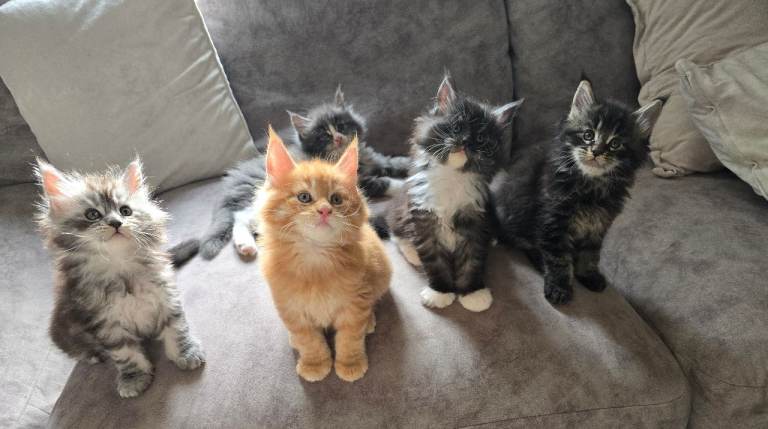 Pedigree Maine Coons looking for their forever families 