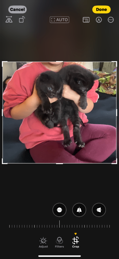 British Shorthair Kittens for Sale 🐱
