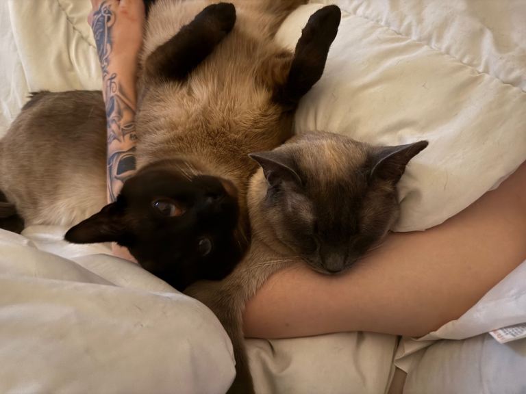 Ragdoll x siamese boys 