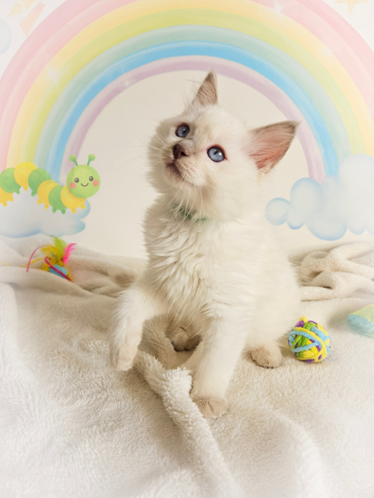 Ragdoll Kittens - GCCF Registered