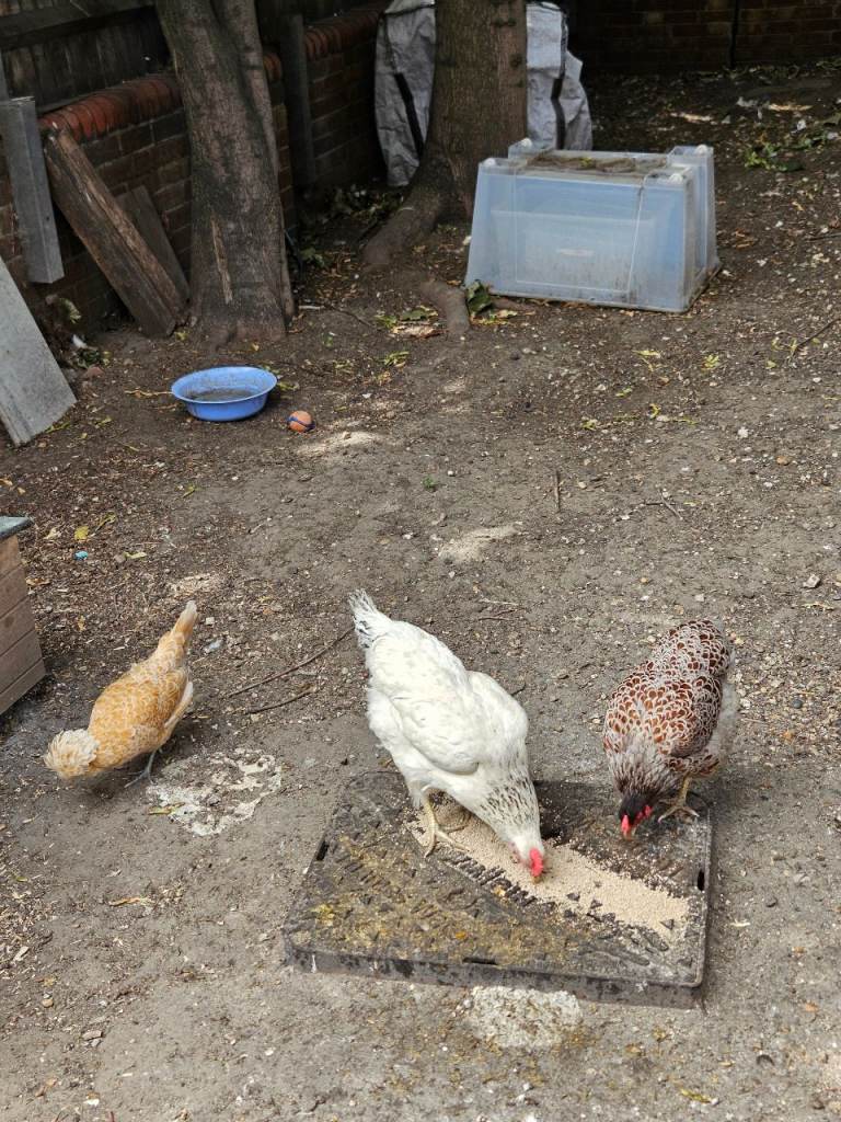3 hens