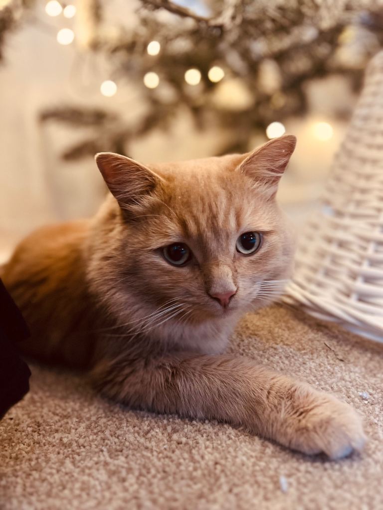 Domestic Long hair male 