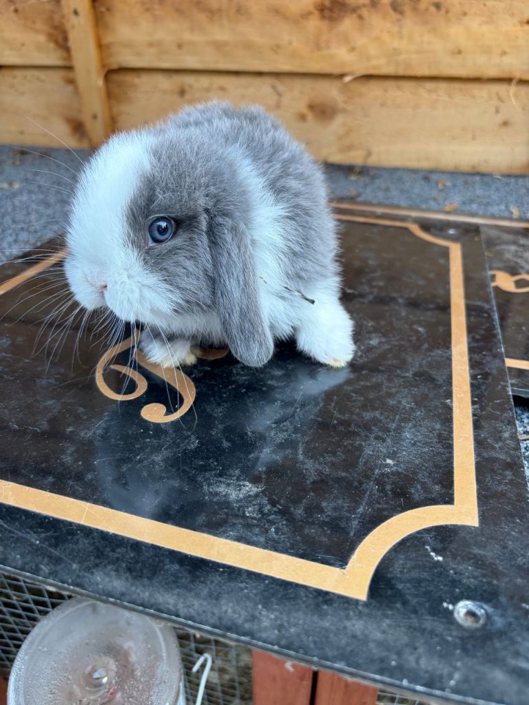 Mini lop bunnies 