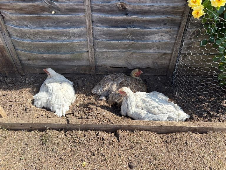 4 hens
