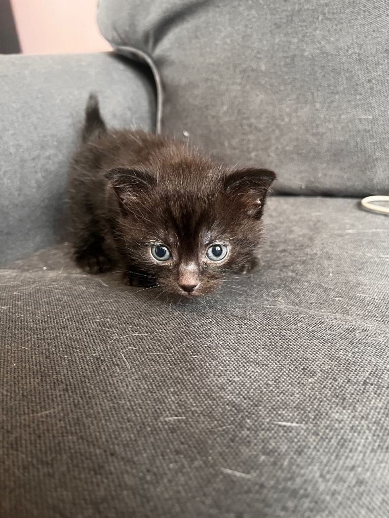 Male Kitten 